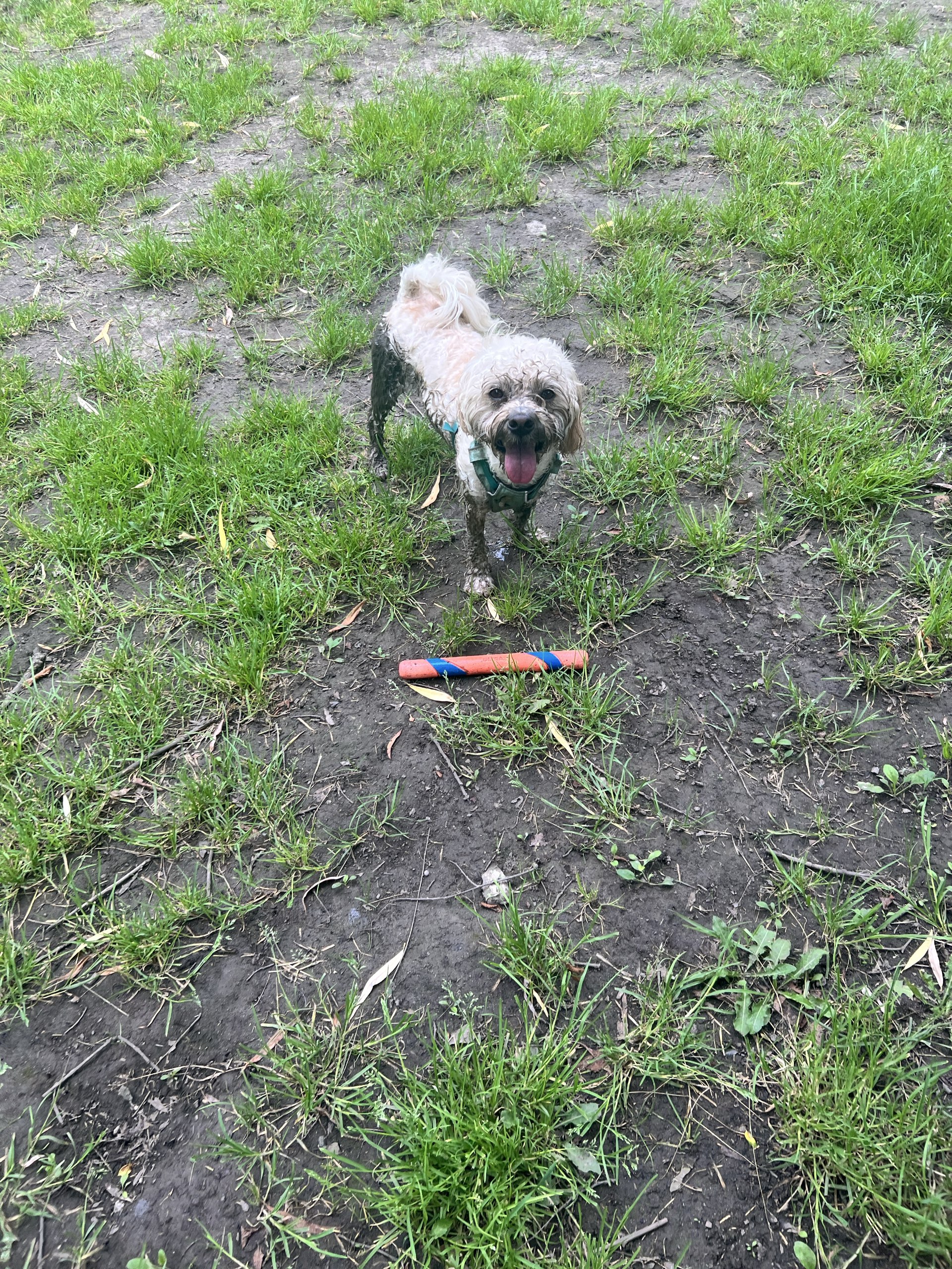 Buddy